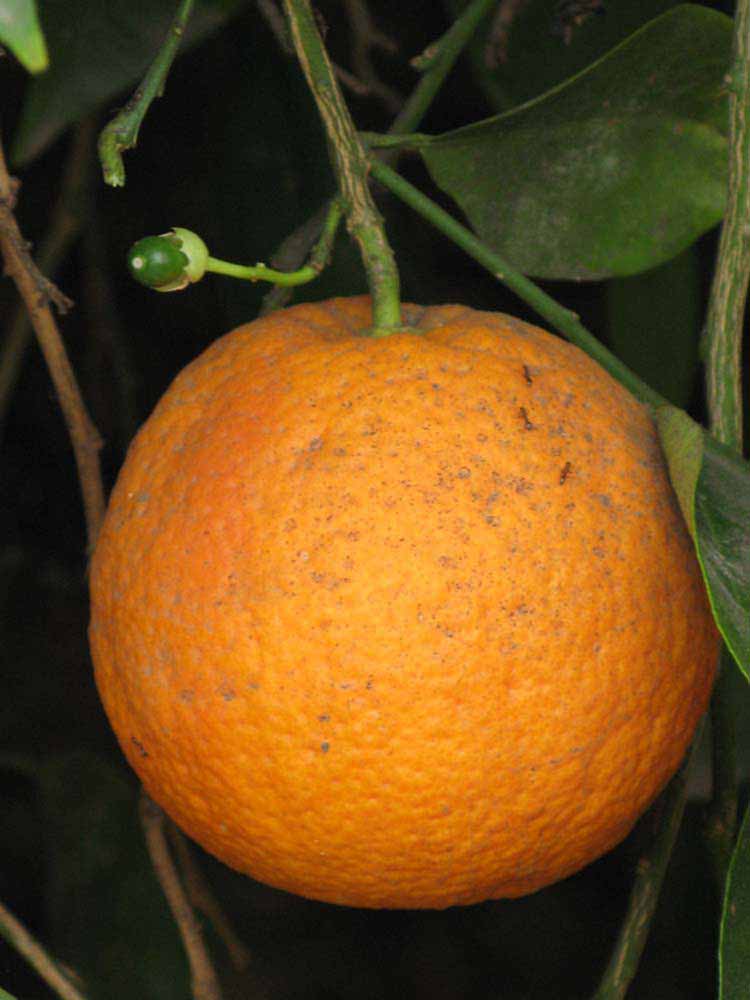            Fruit (Riverside, CA)   